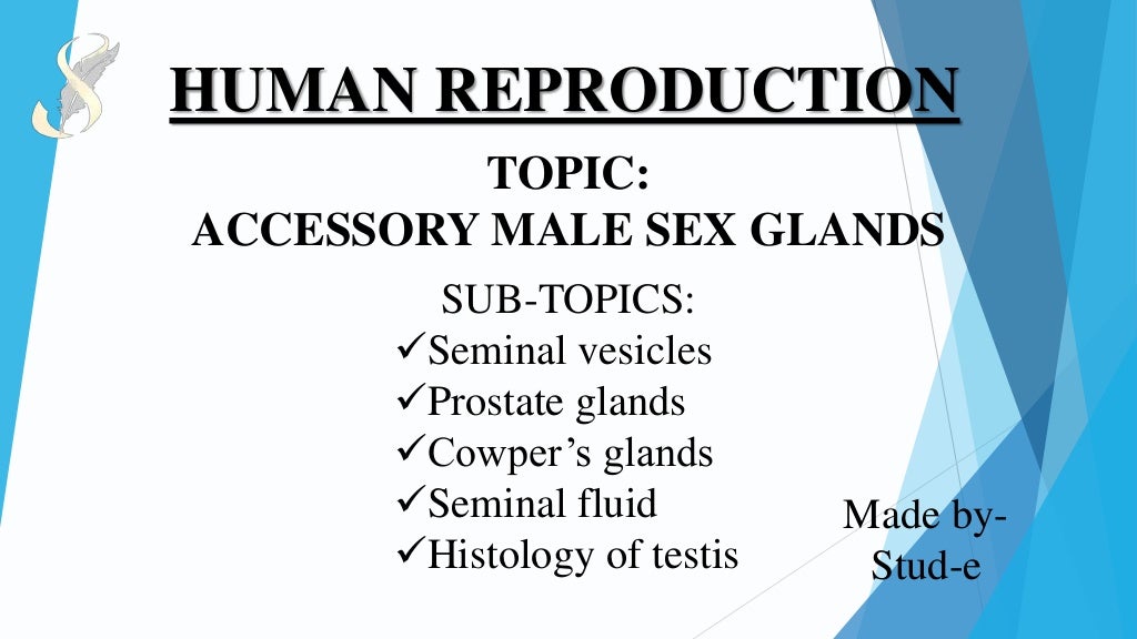 ACCESSORY MALE SEX GLANDS MALE REPRODUCTIVE SYSTEM PART 3