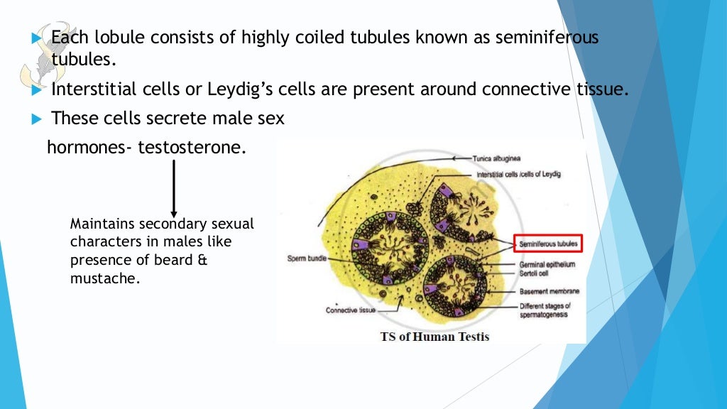 ACCESSORY MALE SEX GLANDS MALE REPRODUCTIVE SYSTEM PART 3