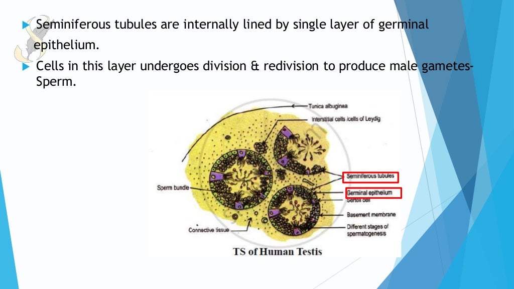 ACCESSORY MALE SEX GLANDS MALE REPRODUCTIVE SYSTEM PART 3