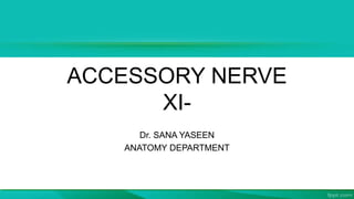 ACCESSORY NERVE
XI-
Dr. SANA YASEEN
ANATOMY DEPARTMENT
 
