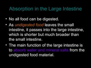 Absorption in the Large Intestine
• No all food can be digested.
• As undigested food leaves the small
intestine, it passes into the large intestine,
which is shorter but much broader than
the small intestine.
• The main function of the large intestine is
to absorb water and mineral salts from the
undigested food material.
 