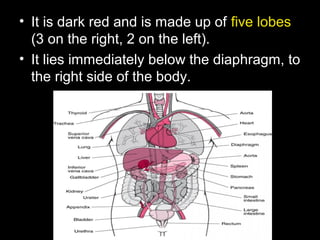 • It is dark red and is made up of five lobes
(3 on the right, 2 on the left).
• It lies immediately below the diaphragm, to
the right side of the body.
 