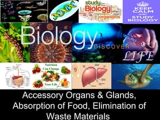 Accessory Organs & Glands,
Absorption of Food, Elimination of
Waste Materials
 