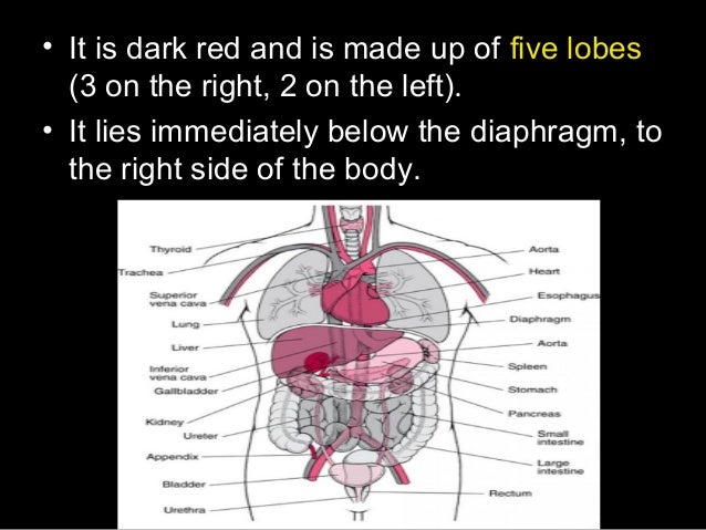 Accessory organs & glands