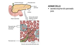 Accessory Organs of Mammalian Digestive System | PPTX