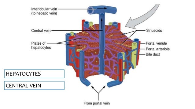 Accessory Organs of Mammalian Digestive System