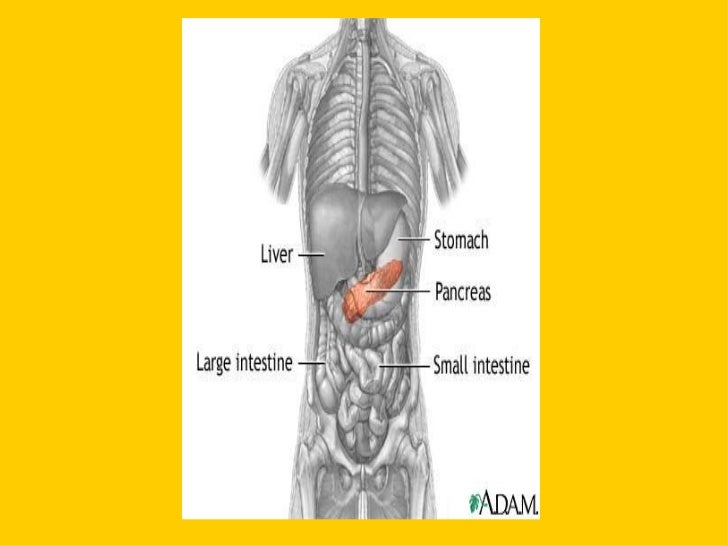 Accessory organs of digestive system