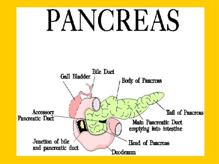 Accessory organs of digestive system