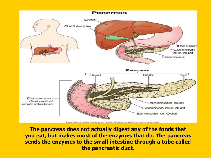 Accessory organs of digestive system