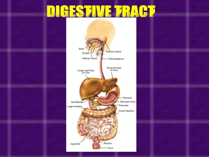 Accessory organs of digestive system