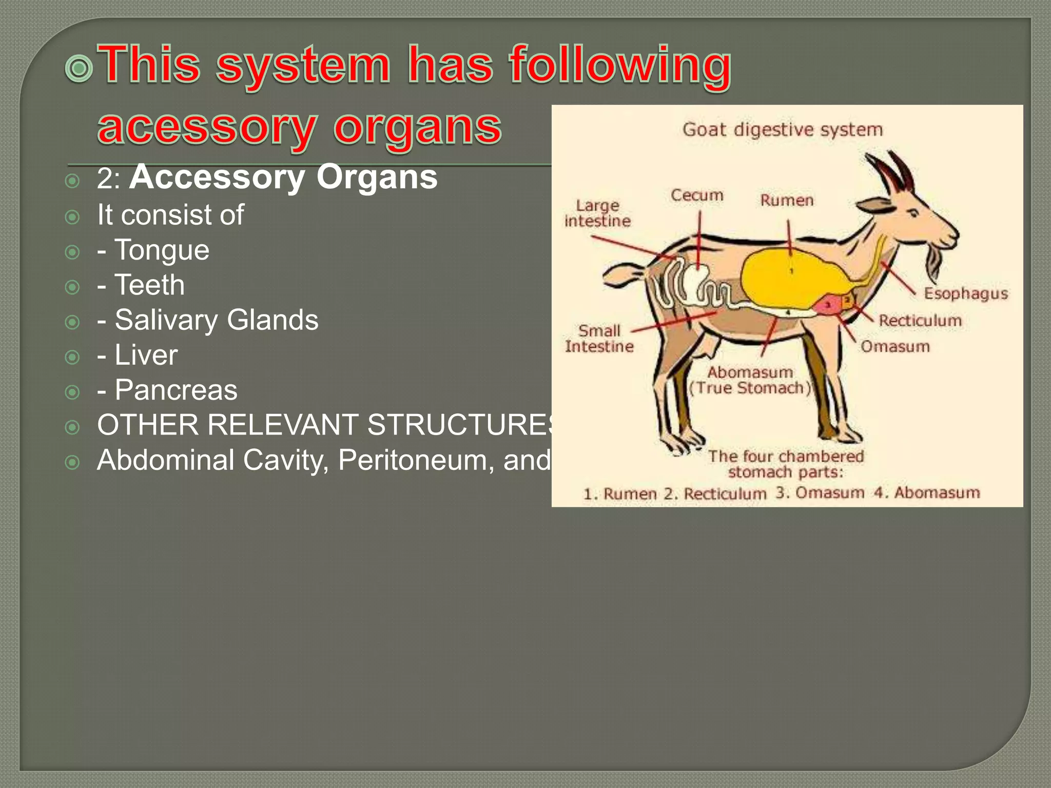 Digestive System In Goats Accessory organs of digestive system in goat 111 | PPT