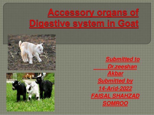 Which Of The Following Is An Accessory Organ Of Digestion Extraordinary Accessory Organs Of Digestive System In Goat Which Of The Following Is An Accessory Organ Of Digestion Extraordinary Accessory Organs Of Digestive System In Goat