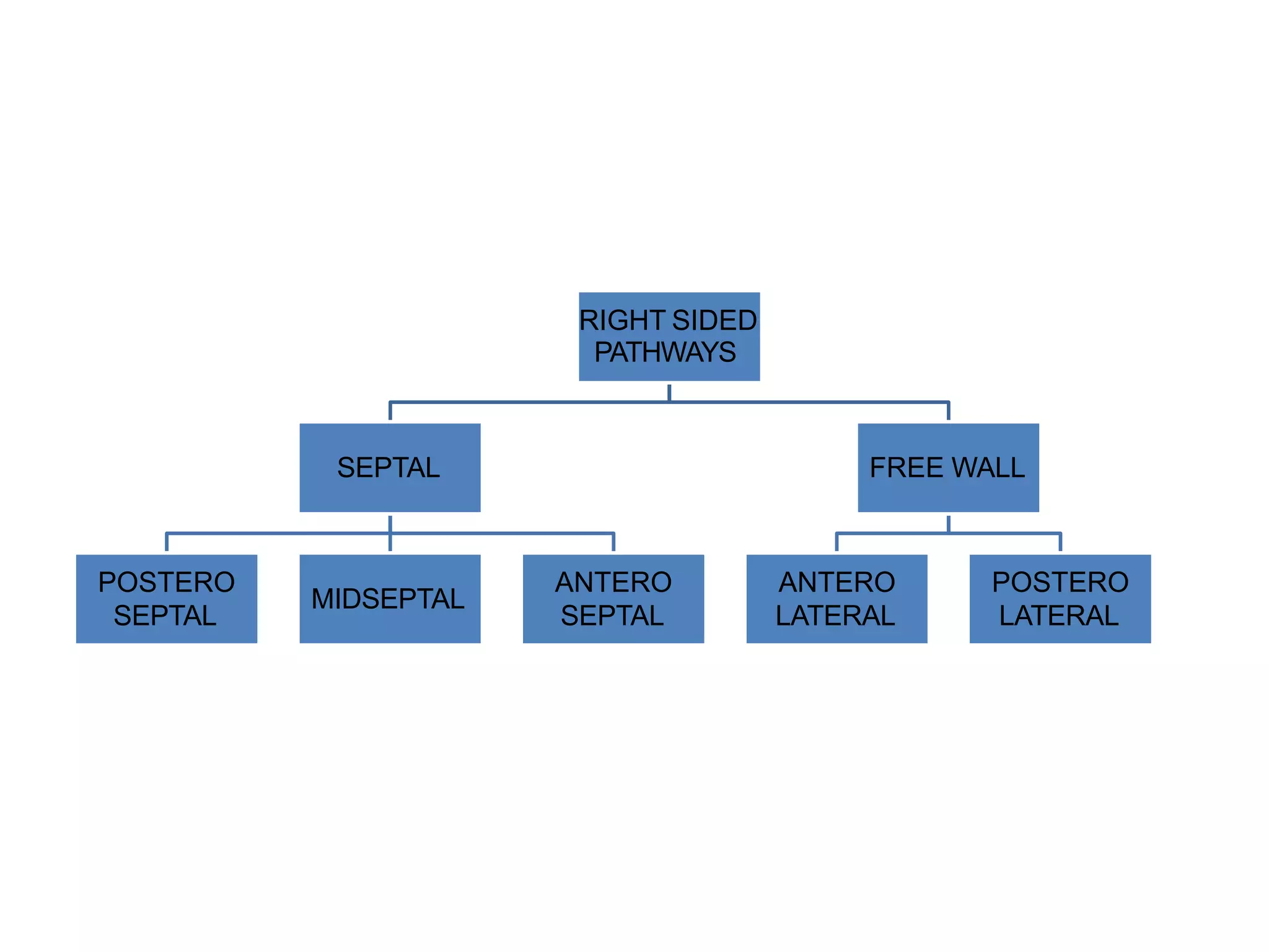 RIGHT SIDED
PATHWAYS
SEPTAL
POSTERO
SEPTAL
MIDSEPTAL
ANTERO
SEPTAL
FREE WALL
ANTERO
LATERAL
POSTERO
LATERAL
 
