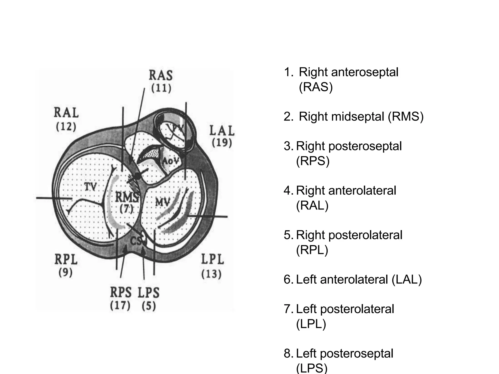 1. Right anteroseptal
(RAS)
2. Right midseptal (RMS)
3. Right posteroseptal
(RPS)
4. Right anterolateral
(RAL)
5. Right posterolateral
(RPL)
6. Left anterolateral (LAL)
7. Left posterolateral
(LPL)
8. Left posteroseptal
(LPS)
 