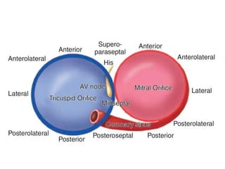 ACCESSORY PATHWAY LOCALISATION.pptx