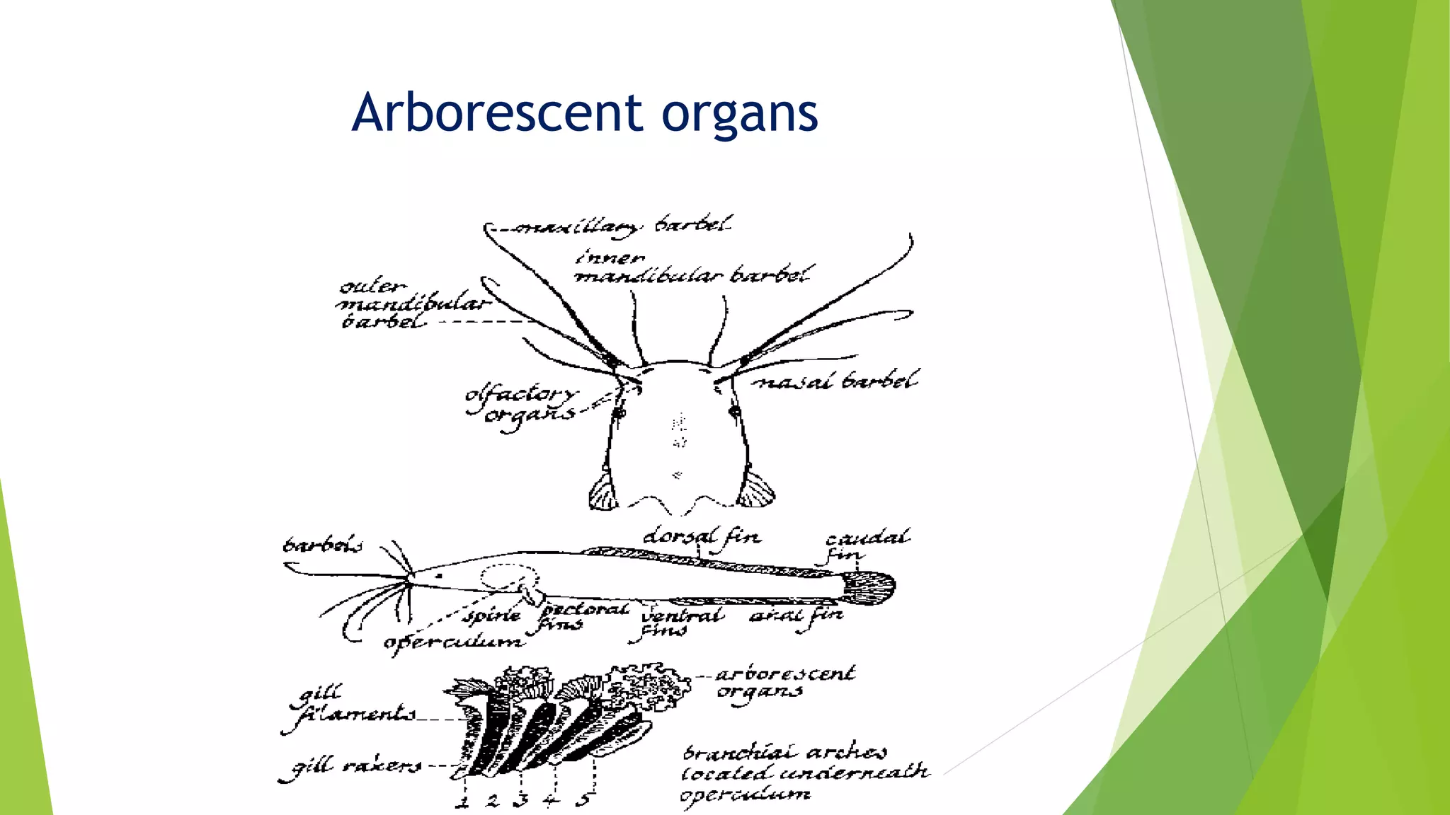 Accessory respiratory organ in fishes | PPTX
