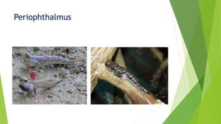Periophthalmus
 