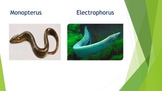 Monopterus Electrophorus
 