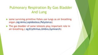 Pulmonary Respiration By Gas Bladder
And Lung
 some surviving primitive fishes use lungs as air breathing
organ.(eg:Amia,Lepidosteus,Polysterus)
 The gas bladder of some teleosts play important role in
air-breathing.( eg:Erythrinus,Umbra,Gymnarch)
 