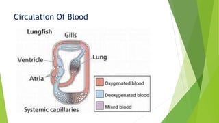 Circulation Of Blood
 