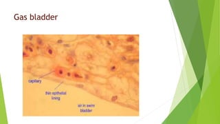Gas bladder
 