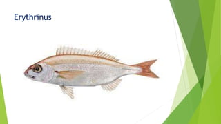 Erythrinus
 