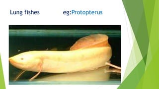 Lung fishes eg:Protopterus
 