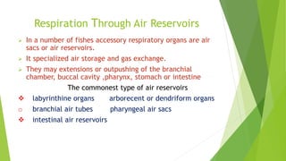 Respiration Through Air Reservoirs
 In a number of fishes accessory respiratory organs are air
sacs or air reservoirs.
 It specialized air storage and gas exchange.
 They may extensions or outpushing of the branchial
chamber, buccal cavity ,pharynx, stomach or intestine
The commonest type of air reservoirs
 labyrinthine organs arborecent or dendriform organs
o branchial air tubes pharyngeal air sacs
 intestinal air reservoirs
 