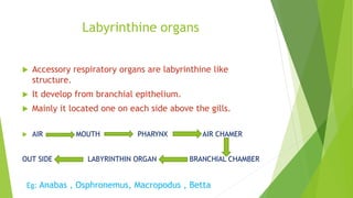 Labyrinthine organs
 Accessory respiratory organs are labyrinthine like
structure.
 It develop from branchial epithelium.
 Mainly it located one on each side above the gills.
 AIR MOUTH PHARYNX AIR CHAMER
OUT SIDE LABYRINTHIN ORGAN BRANCHIAL CHAMBER
Eg: Anabas , Osphronemus, Macropodus , Betta
 