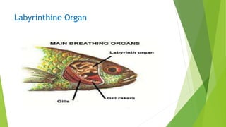 Labyrinthine Organ
 