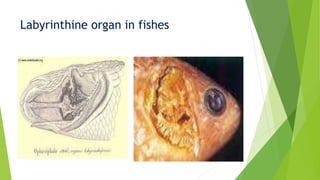 Labyrinthine organ in fishes
 