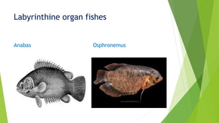 Labyrinthine organ fishes
Anabas Osphronemus
 