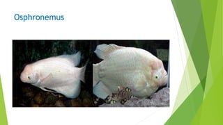 Osphronemus
 