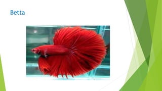 Betta
 