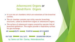 Arborescent Organs or
Dendriform Organs
 It is an two air chambers which are extensions of the branchial
cavities.
 The air chamber contains two richly vascular branching
structures, called as dendriform organs or arborescent organs.
 The surface of arborescent organs covered by vascular fold of
branchial epithelium .The organs provide a respiratory surface
for gas exchange.
AIR MOUTH PHARYNX AIR CHAMBER
OUT SIDE GILL SLITS DENDRIFORM ORGAN
Eg: Some cat fish Clarias, Heterobranchus
 