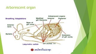 Arborescent organ
 