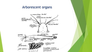 Arborescent organs
 