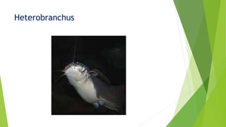 Heterobranchus
 