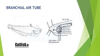 BRANCHIAL AIR TUBE
 