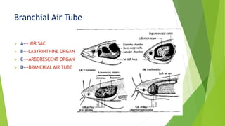 Branchial Air Tube
 A--- AIR SAC
 B---LABYRINTHINE ORGAN
 C---ARBORESCENT ORGAN
 D---BRANCHIAL AIR TUBE
 