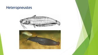 Heteropneustes
 