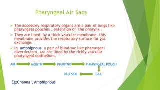 Pharyngeal Air Sacs
 The accessory respiratory organs are a pair of lungs like
pharyngeal pouches . extension of the pharynx .
 They are lined by a thick vascular membrane. this
membrane provides the respiratory surface for gas
exchange.
 In amphipnous a pair of blind sac like pharyngeal
diverticulam ,sac are lined by the richly vascular
pharyngeal epithelium.
AIR MOUTH PHARYNX PHARYNGEAL POUCH
OUT SIDE GILL
Eg:Channa , Amphipnous
 