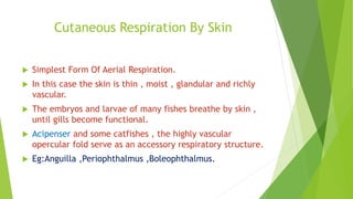 Cutaneous Respiration By Skin
 Simplest Form Of Aerial Respiration.
 In this case the skin is thin , moist , glandular and richly
vascular.
 The embryos and larvae of many fishes breathe by skin ,
until gills become functional.
 Acipenser and some catfishes , the highly vascular
opercular fold serve as an accessory respiratory structure.
 Eg:Anguilla ,Periophthalmus ,Boleophthalmus.
 