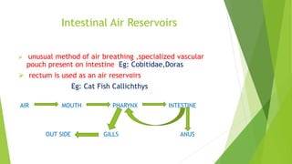 Intestinal Air Reservoirs
 unusual method of air breathing ,specialized vascular
pouch present on intestine Eg: Cobitidae,Doras
 rectum is used as an air reservoirs
Eg: Cat Fish Callichthys
AIR MOUTH PHARYNX INTESTINE
OUT SIDE GILLS ANUS
 