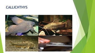 CALLICHTHYS
 
