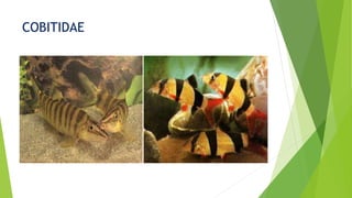 COBITIDAE
 