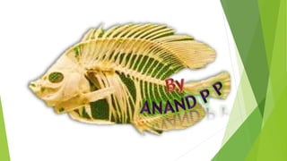 Accessory respiratory organ in fishes