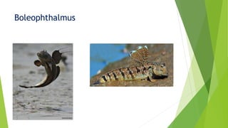 Boleophthalmus
 