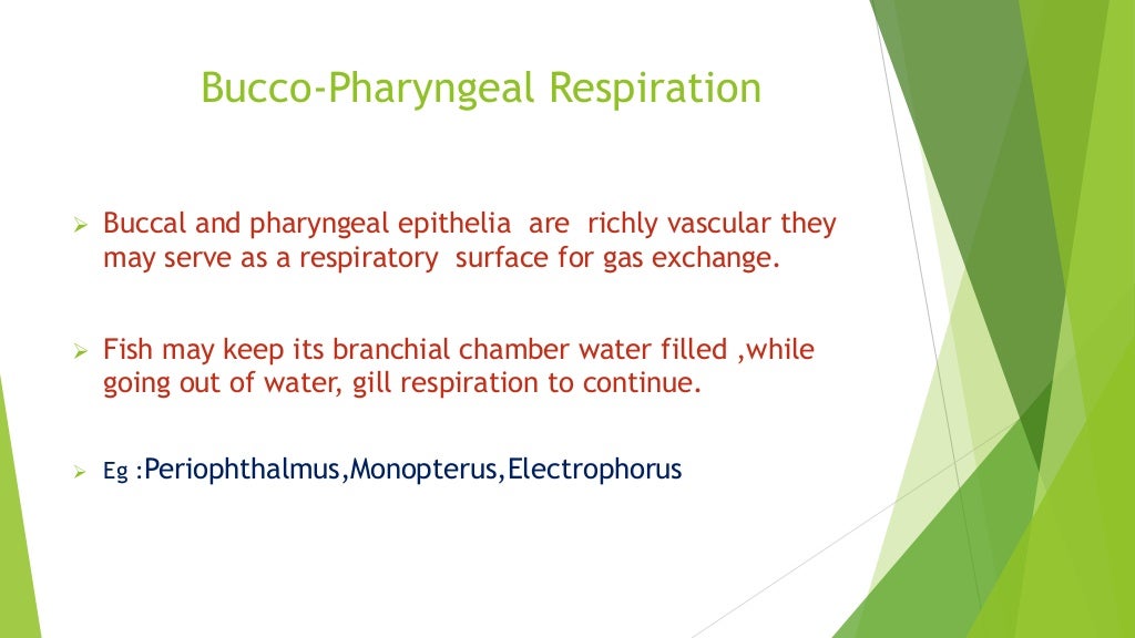 Accessory respiratory organ in fishes