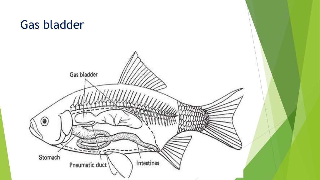 Accessory respiratory organ in fishes